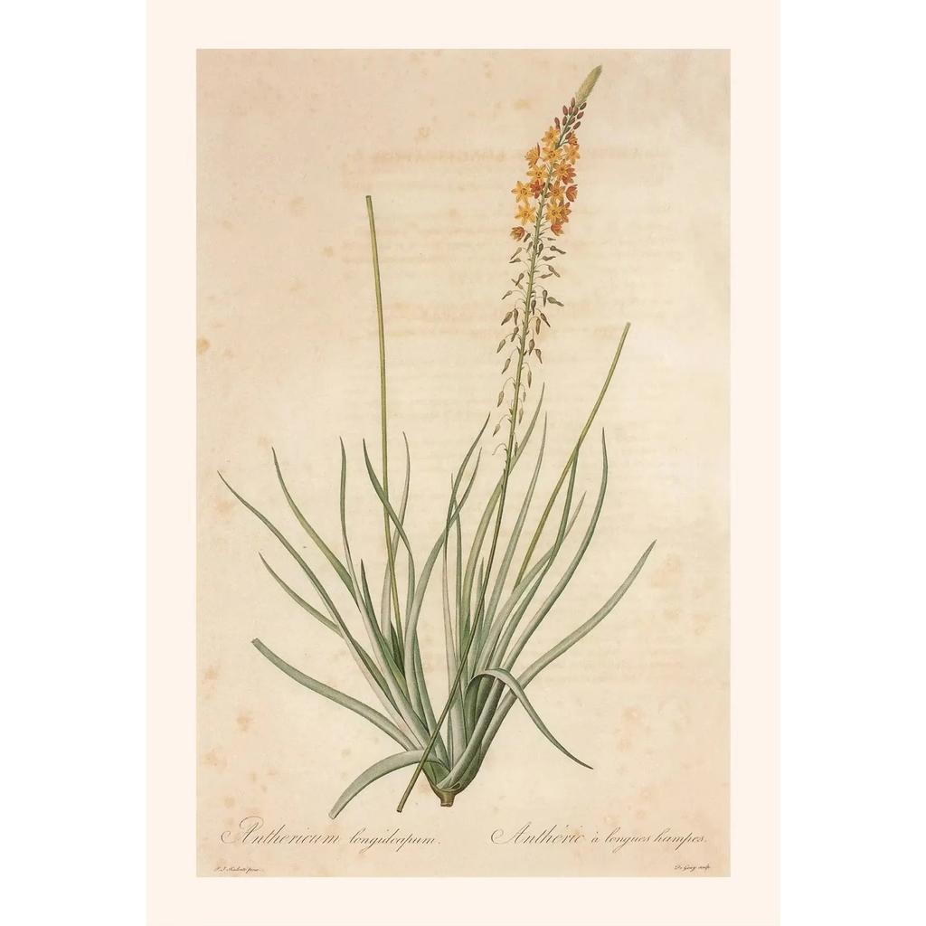 Pósters y Grabados Botánicos Vintage Color Melocotón Lirio de Barbados Crinum Pintura sobre Lienzo Arte de Pared Imagen para Decoración de Habitación Oficina