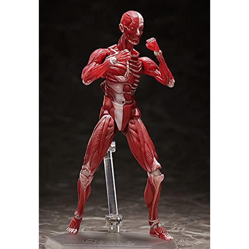 Figma model lidského těla bez měřítka ABS&PVC malovaná pohyblivá figurka F51042