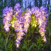 Realistic Solar Wisteria Flower Lamp Waterproof Simulation Flower Lamps  Outdoor Use