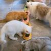 Anti Scattering Long Cat Food Bowl Anti Overturning Cat Long Single Dish  Kitten