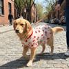 Cozy Dog Sunscreen Clothes Ruffle Trim Puppy Mesh Skirt Sun Protection Clothes  Small Medium Dogs
