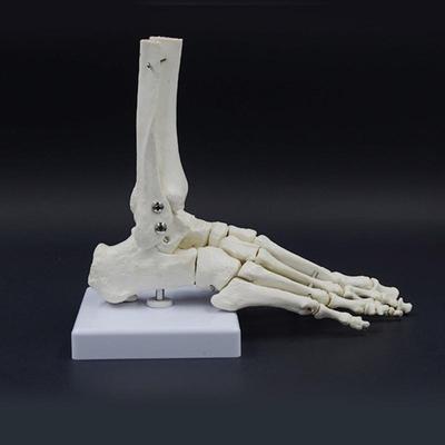 W89C Human Foot Joint Skeleton Model PVC Foot Joint Skeleton Model for Teaching Clinical Demonstrations and Anatomy Research