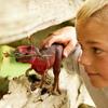Figurine Tyrannosaurus-Rex rouge, Roi des dinosaures avec mâchoires mobiles, jouet réaliste, schleich 72068 DINOSAURS, des 4 ans