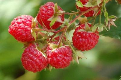 100 Graines de Framboise Sauvage - fruit rouge jardin - semences paysannes reproductibles - SemiSauvage