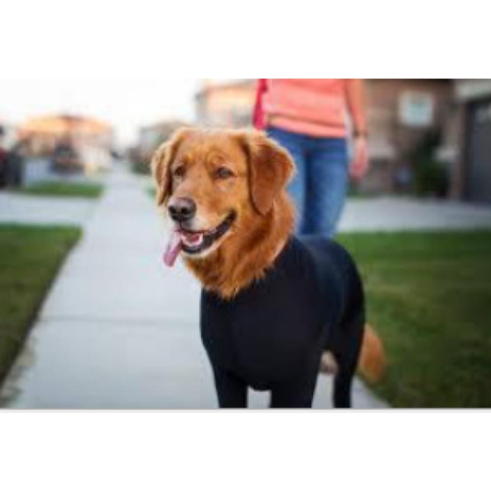 Medium and large cat all-inclusive dog four-legged autumn and winter dog four-legged clothes pet clothes cat elastic bottoming shirt