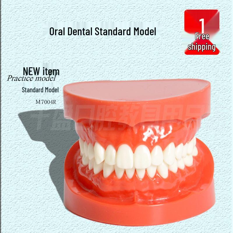 Dental Teaching Model, 28-Tooth Mold for Doctor-Patient Communication & Practice Standard size