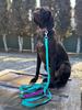 Dog Leash with Shock Absorber, Adjustable, Shortened, with Handle, 280cm, MINT, AMOhand, Fasten