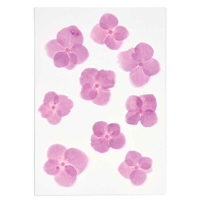 Fleurs pressées - RICO DESIGN - Hortensias - 9 pcs - Rose - 2,5 à 3 cm