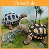 Animal Figure Collectible Pvc Land Turtle Model For Kids Educational Display