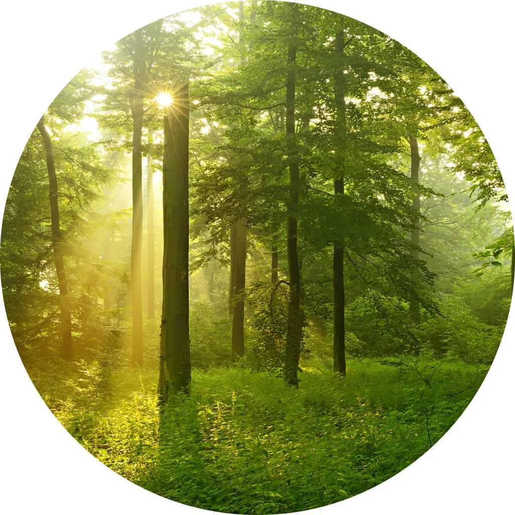 Forest Tree Landscape Print Round Carpet Non-slip Floor Mat Soft Indoor Circle Area Rug for Living Room Bedroom Dorm Kitchen