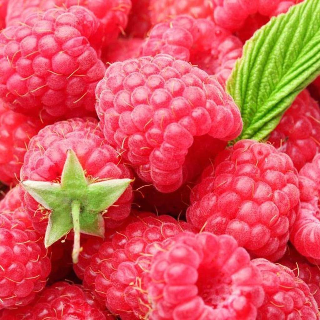 Buy 50pcs Rare Raspberry Fruit Seeds Juicy Raspberries Garden Plants at