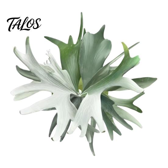 Botanical Fridge Magnets 3D Tropical Plants Refrigerator Magnet, Acrylic Green Decorative Plant Home Decor Memo Notes Photo Holder for Kitchen Office