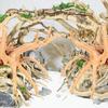 S/M/L Fish Tank Sunken Wood Decoration Driftwood for Aquarium Reptile Snake Spiders Bark Animal Craft Animals Adornments Tree