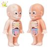 Non-Toxic Kid Montessori 3D Puzzle Human Body Anatomy Model Educational Learning Organ Assembled Toy Body Teaching Tool Children