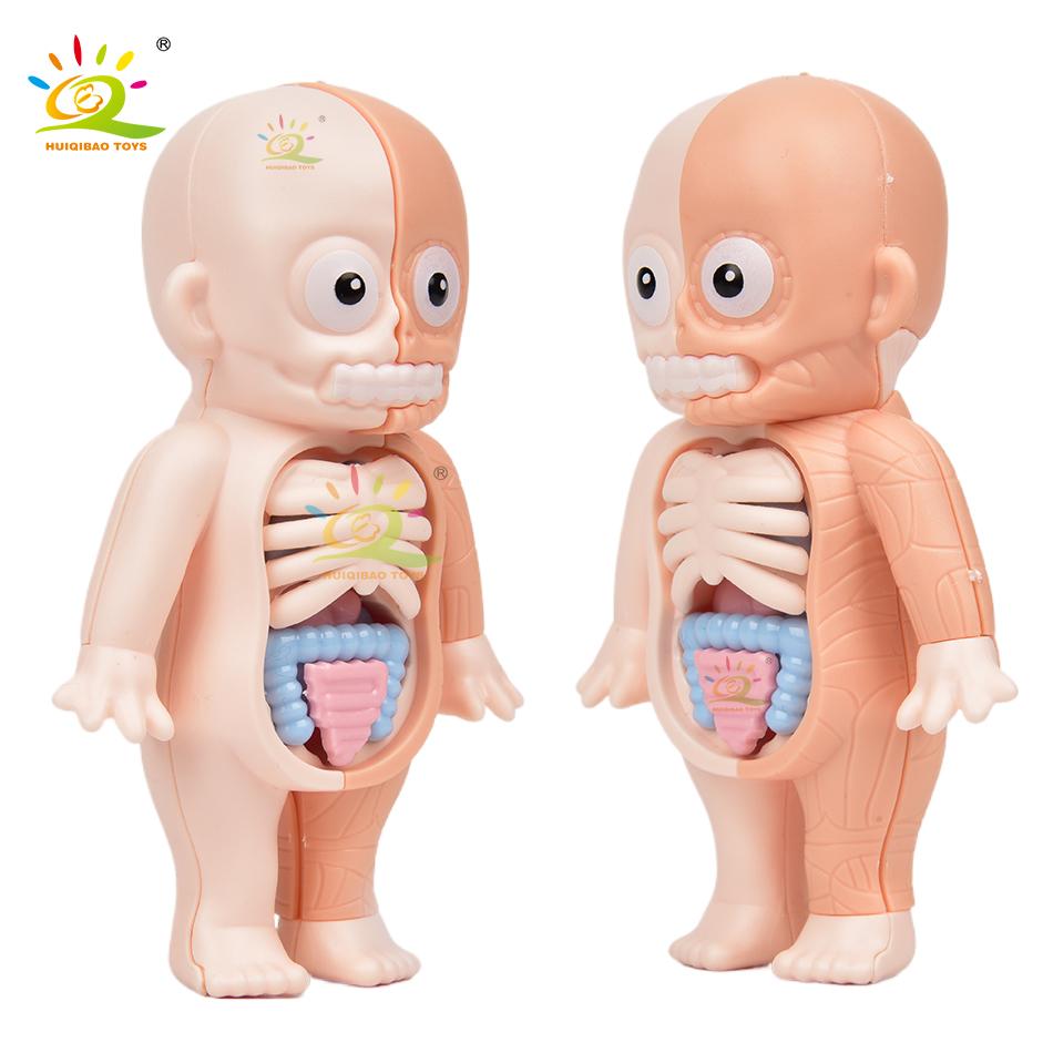 Non-Toxic Kid Montessori 3D Puzzle Human Body Anatomy Model Educational Learning Organ Assembled Toy Body Teaching Tool Children