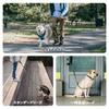 Bella Pal Multifunctional Adjustable Dog Leash Shock Absorption Reflective Training Compatible with Dog Seat Belt Extendable Bungee Deep Green &