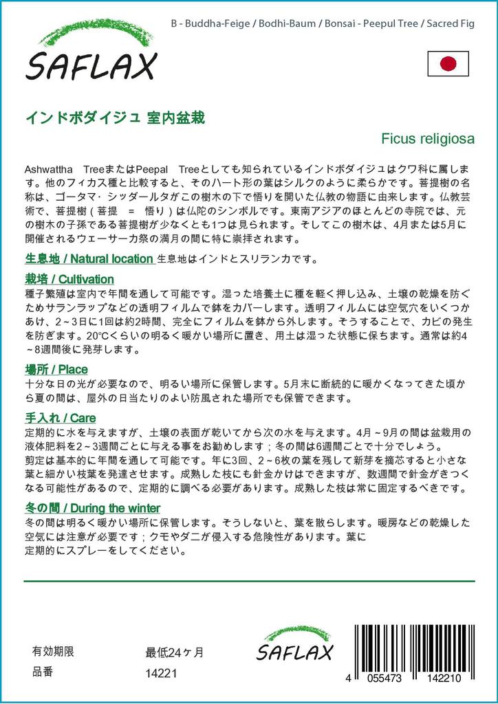 SAFLAX Bonsai - Peepul Tree / Sacred Fig - 100 Seeds - Ficus Religiosa