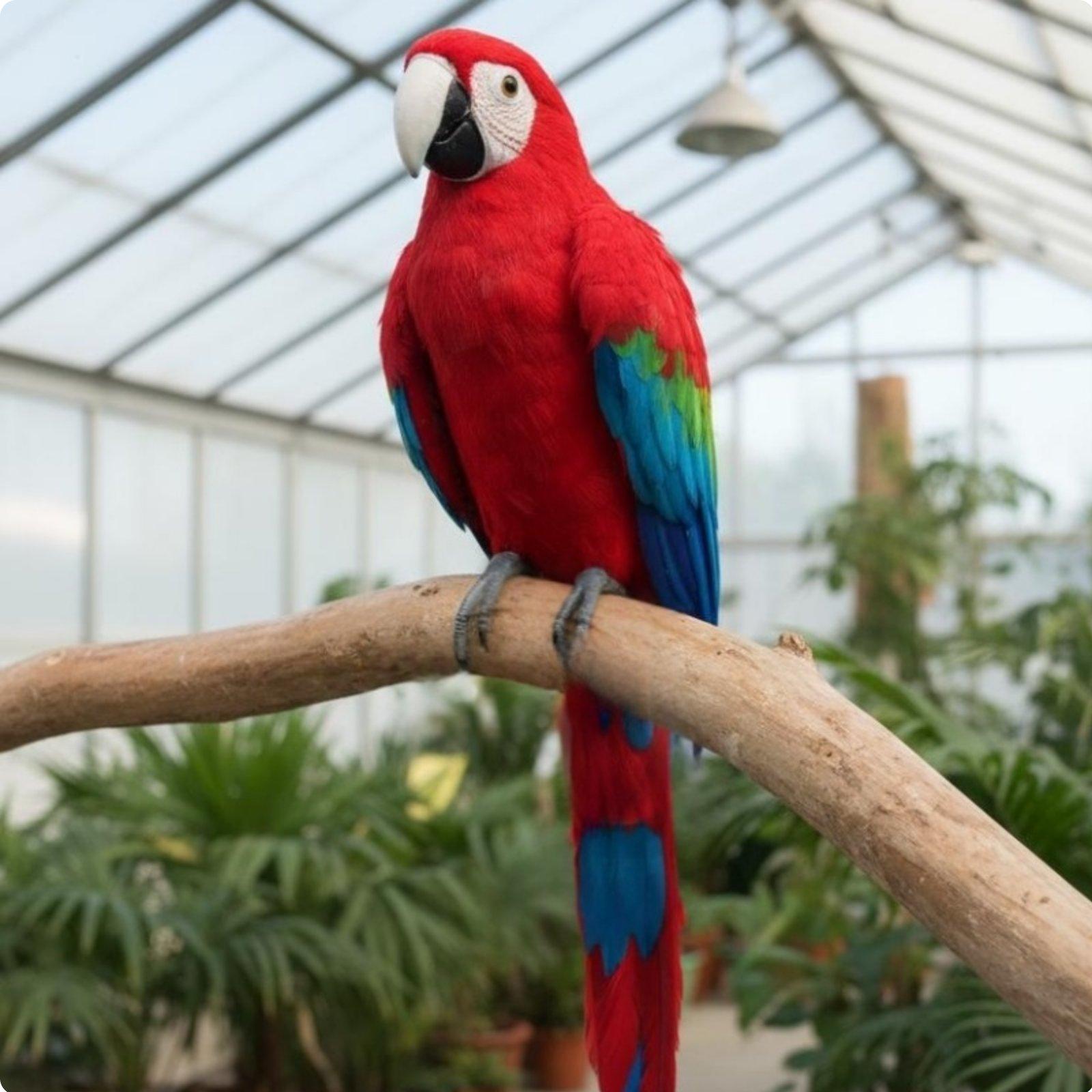 Simulation Parrot Realistic Design Feathered Parrot