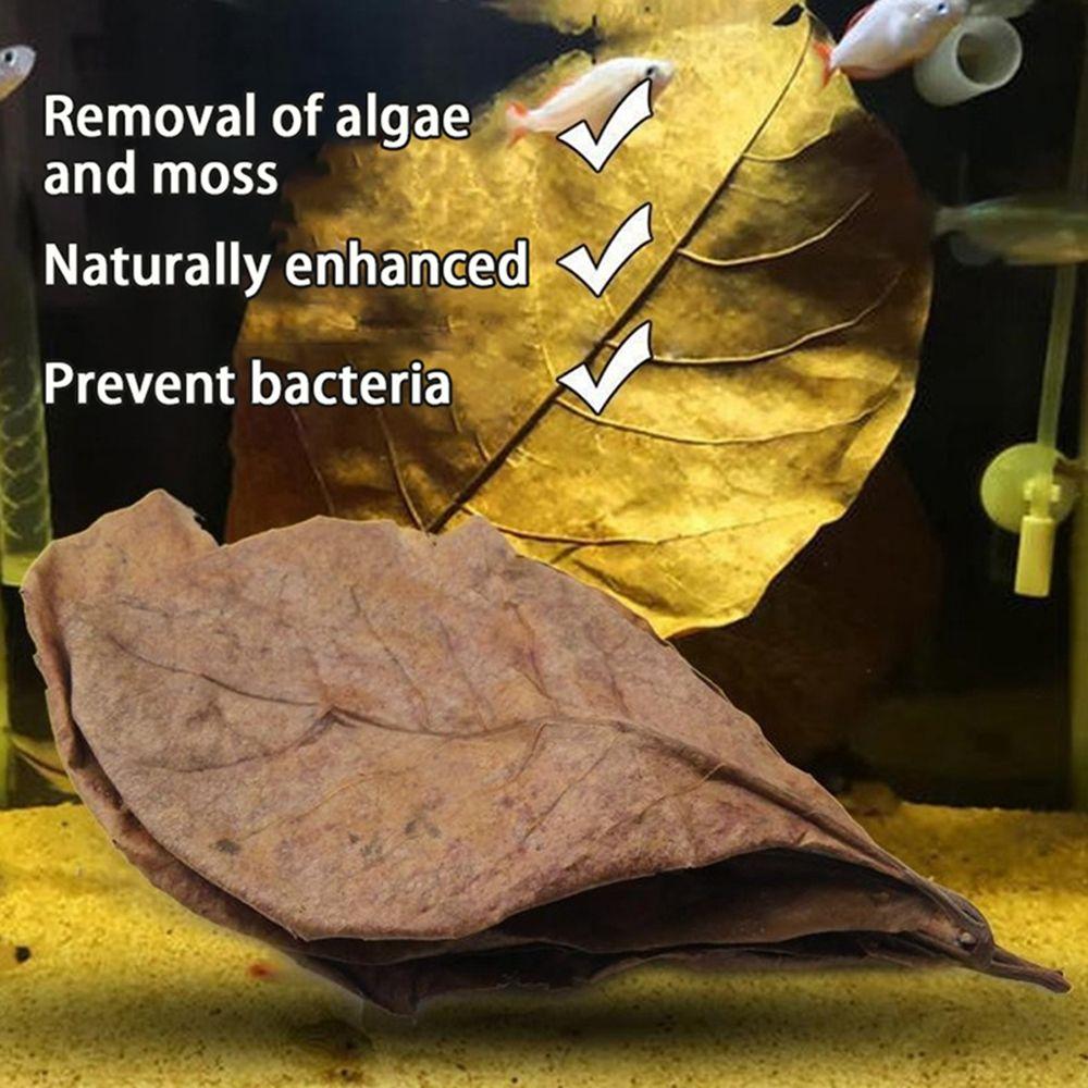Fish Cleaning Acid Effect Fish Treatment Terminalia Leaves Aquarium Tank Decor Terminalia Leaves