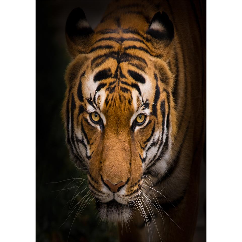 5D DIY Diamond Painting Animal Tiger Rhinestone Art Picture Full Diamond Embroidery Mosaic Home Decor Gift Kit