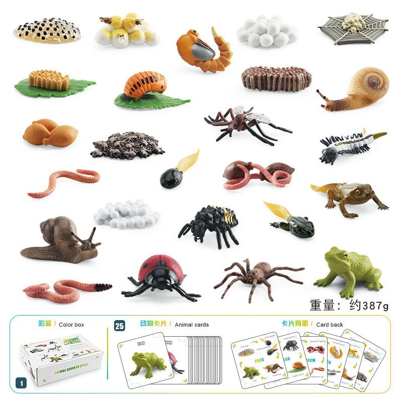 Realistic Piece 25 Growth Cycle Card Set For Insects Including Worms Ladybugs Frogs And Snails