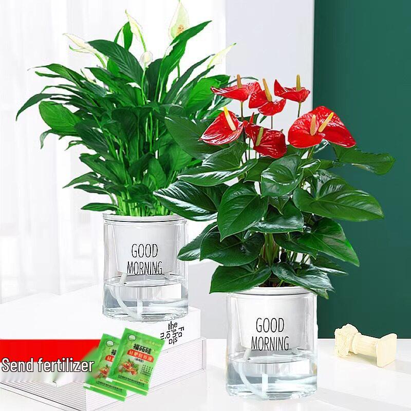 Smooth Sailing White Anthurium Potted Plant - Easy-to-Grow Indoor Greenery for Good Luck