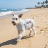 Thin Breathable Dog Summer Clothes Soft Fabric Cooling Pet Vest Mesh Dog Vest  Casual Outfit