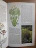 [USED] Defective Plant Encyclopedia Herbs Foreign Books HERBS Botanical Art