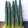 Simulation Cucumber and Eggplant Model for Photography Props and Window Display