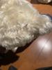 [USED] Steiff Teddy Bear Berliner Schutzmann
