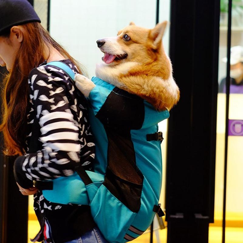 medium dog backpack