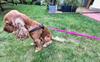 Dog Leash with Shock Absorber 380cm FUCHSIA Adjustable HandsFree Made in Poland