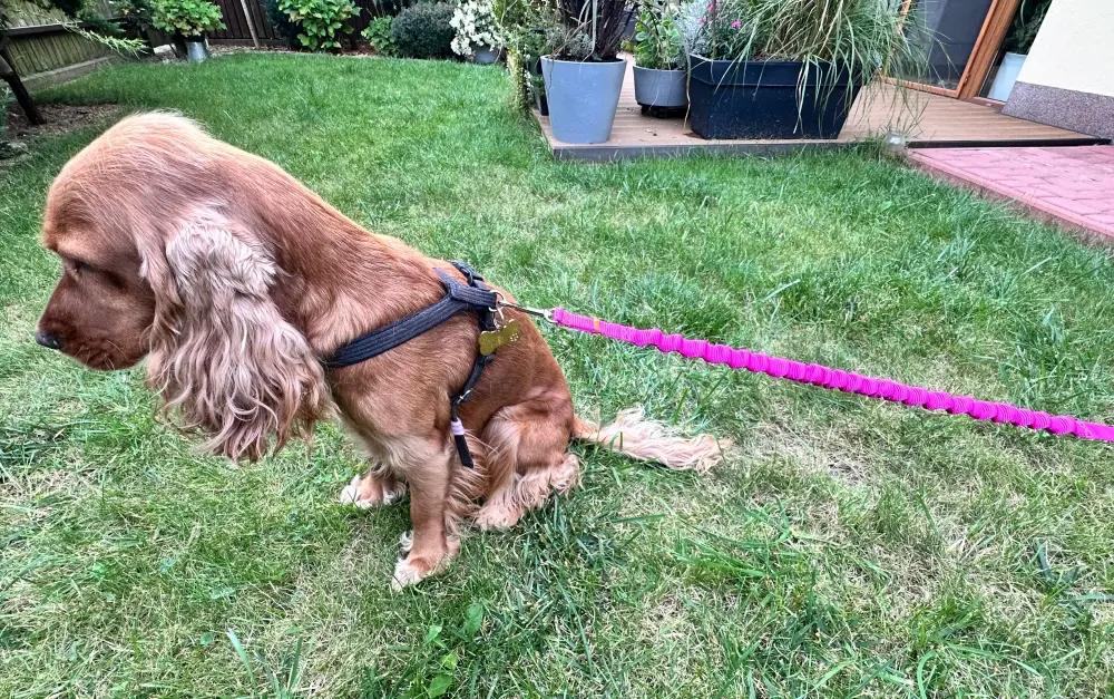 Dog Leash with Shock Absorber 380cm FUCHSIA Adjustable HandsFree Made in Poland