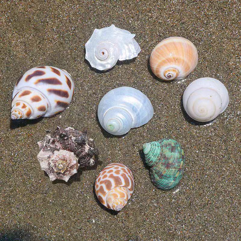 Handmade Seashell & Starfish DIY Photo Frame and Fish Tank Decoration