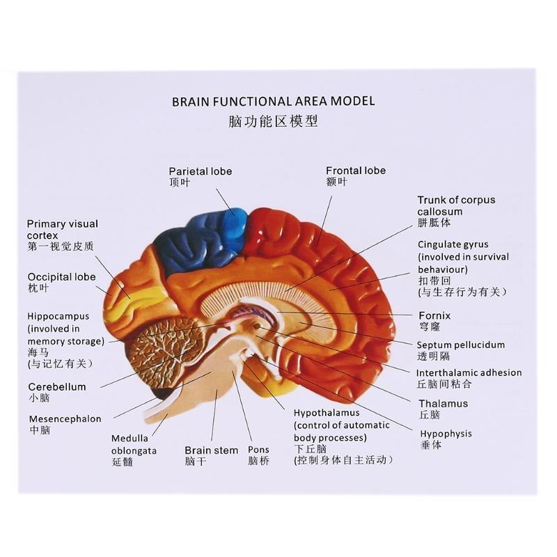 W89C Life Size Human Functional Area Model Anatomy for Science Classroom Study Display Teaching Sculptures School