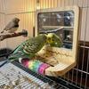 Bite Resistant Wood Bird Training Stand Anti-slip Birds Grinding Perch Holder  Birds Entertainment