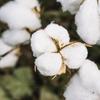 Panierdessens Home Fragrance Diffuser, Cotton Flower Scent (Mother's Day, White Day, High-Quality Gift, New Life, Boss, Mom Friends, Graduation, Franc