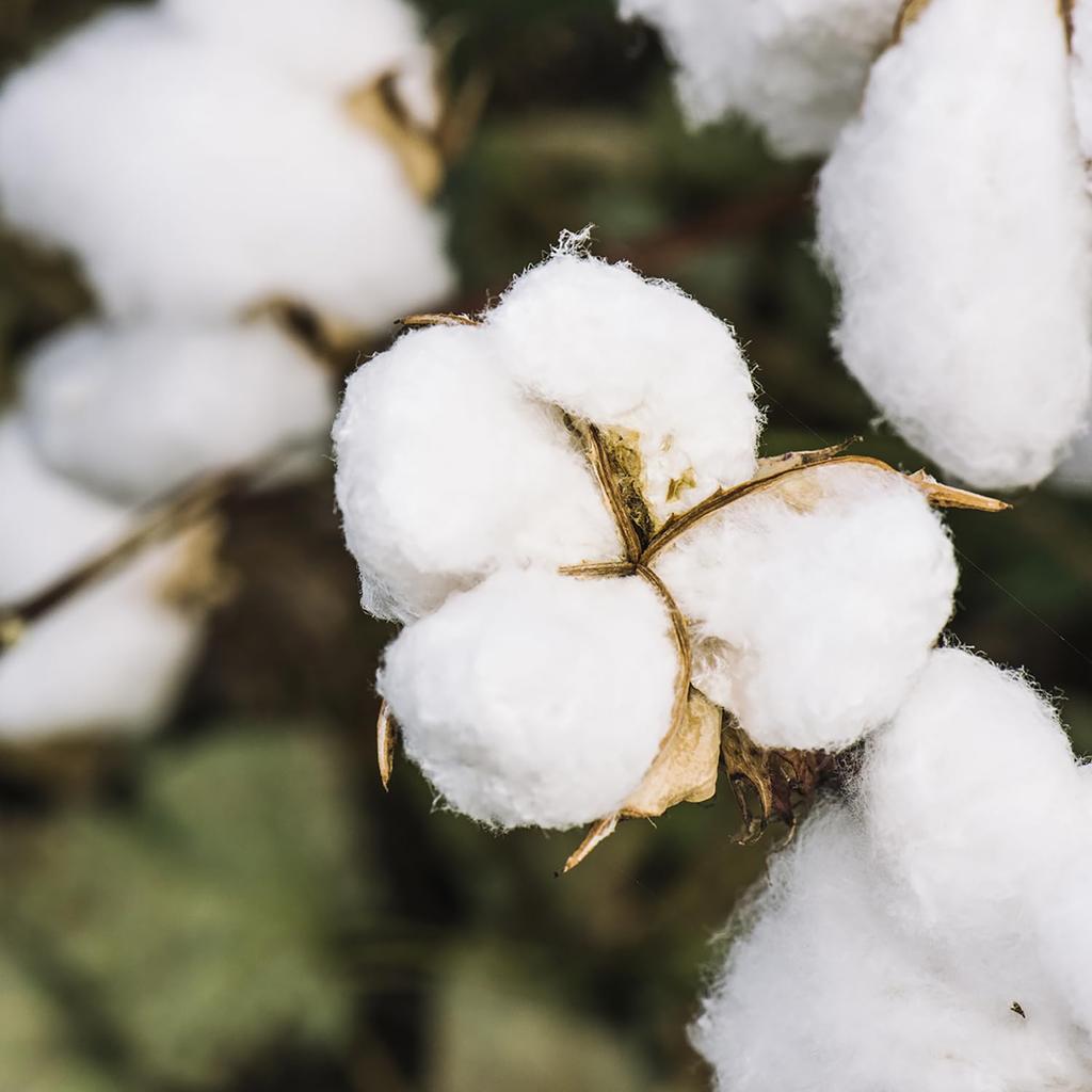 Panierdessens Home Fragrance Diffuser, Cotton Flower Scent (Mother's Day, White Day, High-Quality Gift, New Life, Boss, Mom Friends, Graduation, Franc