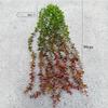 90cm Artificial Eucalyptus Wall Hanging Vine Plastic Plant Auditorium Decor Simulation Eucalyptuses Leaf Vines Mall Decoration