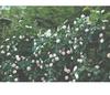 Artificial Rose Vine Wall Hanging for Indoor Decoration