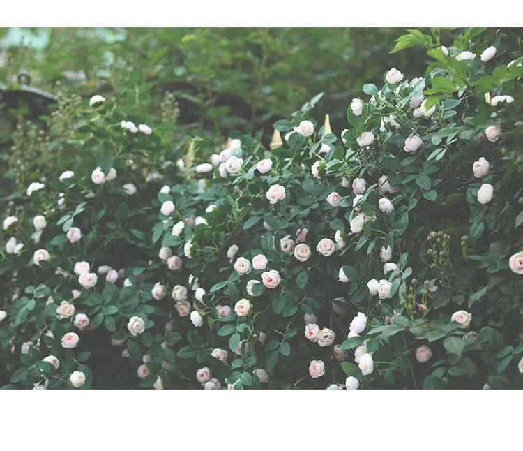 Artificial Rose Vine Wall Hanging for Indoor Decoration