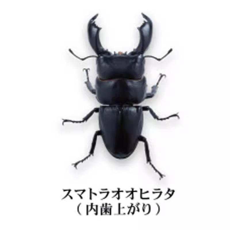 

Prosopocoilus Inclinatus Gashapon Toys Encyclopedia Miniature Simulation Ornament Collection Action Figure Articulated Detailed Movable Poseable Scale 11cm