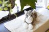 Trendmaster Nadenade EX Tabby Cat Realistic Pet Loss Gift Cat Lover Healing Partner Caregiving Communication Robot Plush Toy Neko-chan