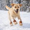 4 Stück/Set Verdicken Winter Hundeschuhe Wasserdicht Haustier Warme Stiefel Pfotenschutz Hundezubehör