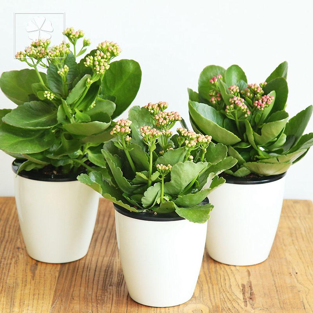 Automatic Self Watering Desktop Decoration Office Home Decor Planter Flower Pots Plants Basket