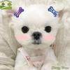 Universal Portable Cute Colorful Bone Shape Hair Clip Pet Headwear Pet Hair Accessories Dog Hairpin