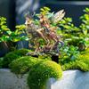 Weather Resistant Acrylic Stake Durability Acrylic Forest Fairies Yard Stake Modern Outdoor Home Decoration