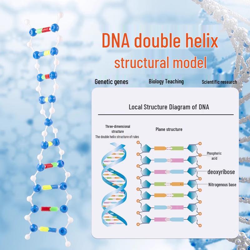 Kepu DNA Double Helix Structure Model Kit