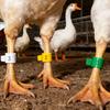 Numbered Poultry Leg Bands for Chicken Duck Identification and Farm Management Durable Plastic Reusable Leg Rings