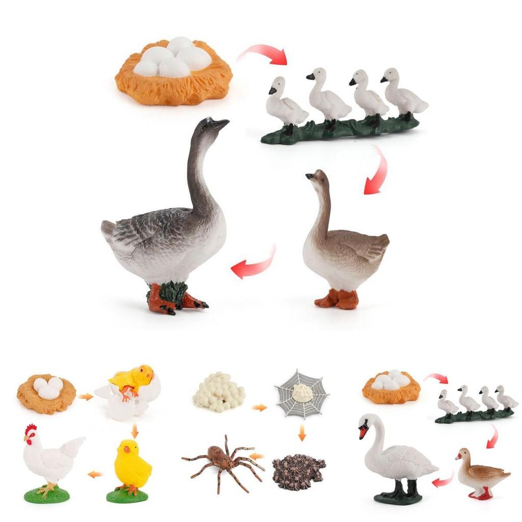 Adorable Montessori Simulation Solid Turtle Chick Frog Animal Growth Cycle Teaching Aids For Engaging Learning And Decorative Displays
